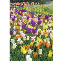Bloembed met tulpen in diverse kleuren