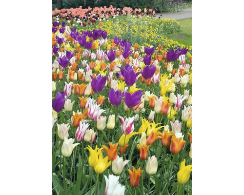 Bloembed met tulpen in diverse kleuren