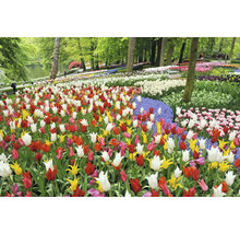 Uitzicht op een veld met kleurrijke tulpen in een park.
