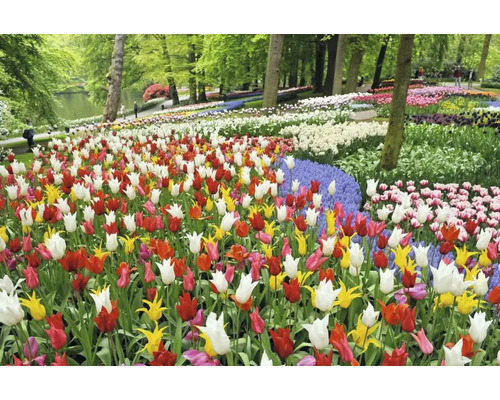 Uitzicht op een veld met kleurrijke tulpen in een park.