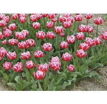 Veld met rode en witte tulpen