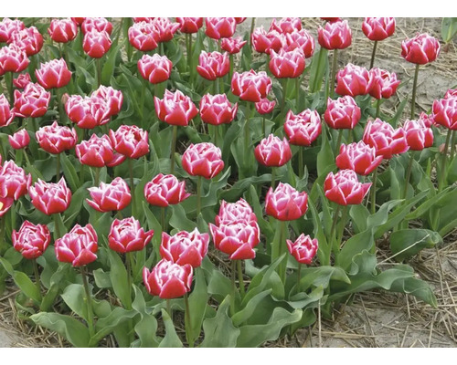 Veld met rode en witte tulpen