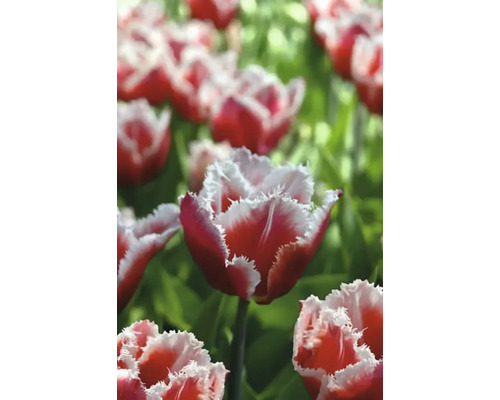 Close-up van rode en witte tulpen met gekartelde bloemblaadjes
