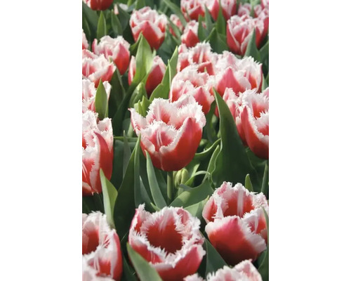 Veld met rood-witte tulpen