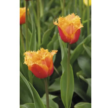 Close-up van twee rood-gele tulpen in de tuin.