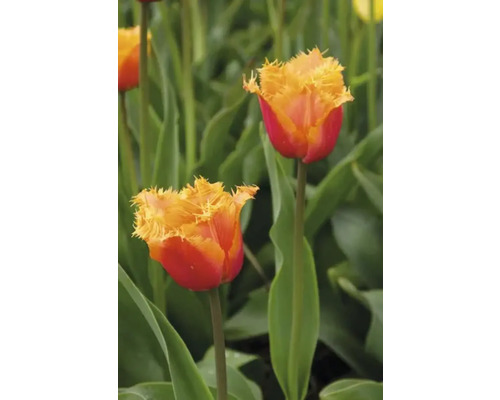 Close-up van twee rood-gele tulpen in de tuin.