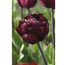 Close-up van een donkerrode tulp in de tuin.