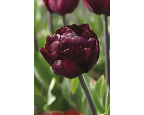 Close-up van een donkerrode tulp in de tuin.