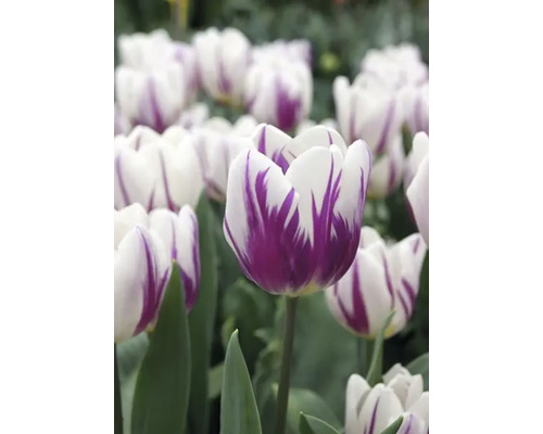 Close-up van witte tulpen met paarse tekening