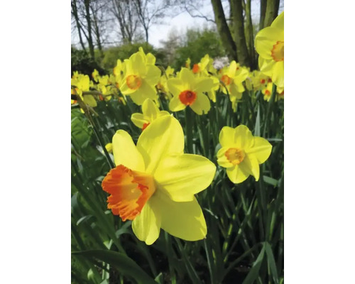 Close-up van gele narcissen met oranje centra in de tuin.