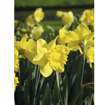 Gele narcissen in de tuin
