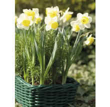 Narcissen in een groene mand