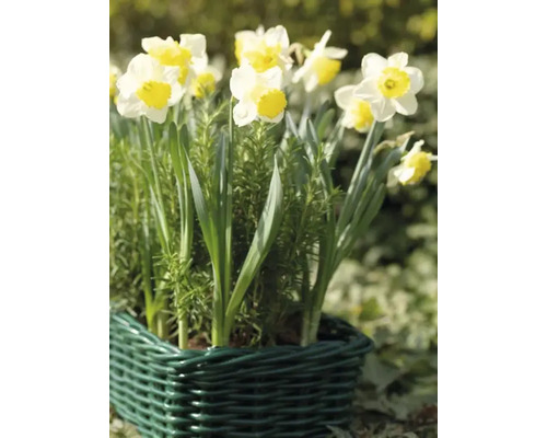 Narcissen in een groene mand