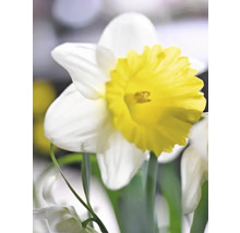 Close-up van een narcissenbloem met witte bloemblaadjes en een gele kroon