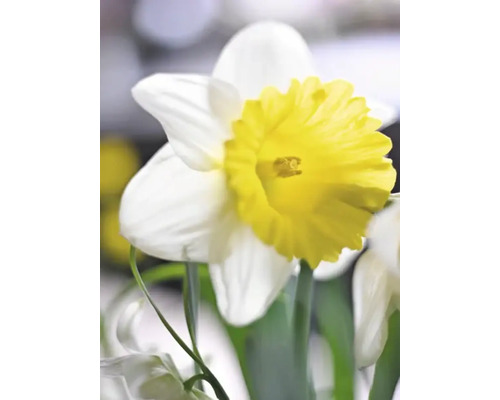 Close-up van een narcissenbloem met witte bloemblaadjes en een gele kroon