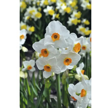 Close-up van bloeiende narcissen met witte bloemblaadjes en een oranje midden.