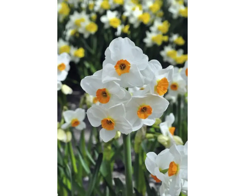 Close-up van bloeiende narcissen met witte bloemblaadjes en een oranje midden.