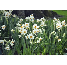Veld met bloeiende narcissen in de tuin