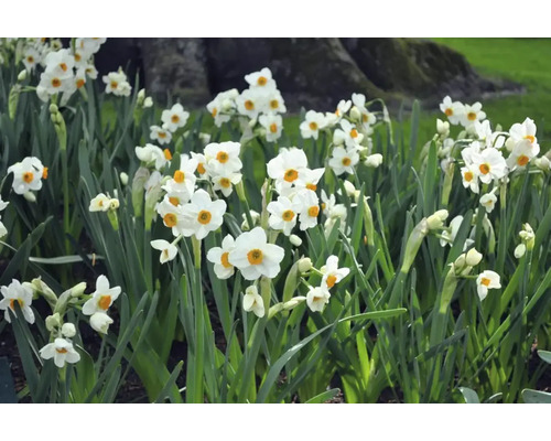 Veld met bloeiende narcissen in de tuin