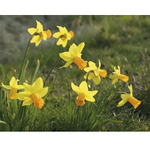 Narcissen in de tuin