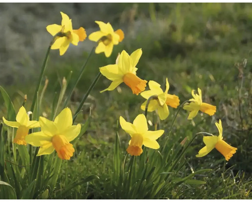 Narcissen in de tuin