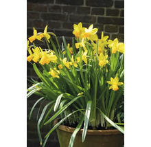 Narcissen in een plantenbak voor een bakstenen muur