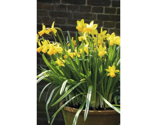Narcissen in een plantenbak voor een bakstenen muur