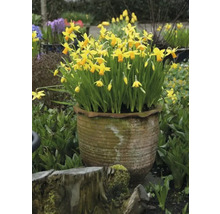 Gele narcissen in een bloempot in de tuin.