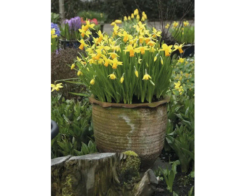 Gele narcissen in een bloempot in de tuin.