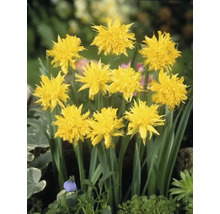 Gele narcissenbloemen in een tuinperk.