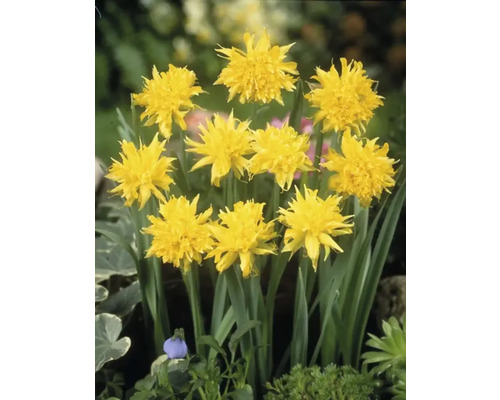 Gele narcissenbloemen in een tuinperk.