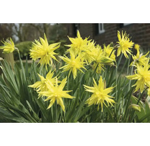 Gele narcissen in de tuin