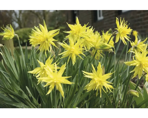 Gele narcissen in de tuin