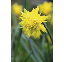 Gele gevulde narcissenbloem in focus.