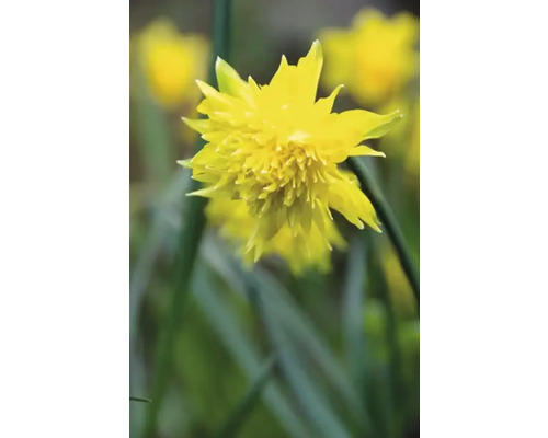 Gele gevulde narcissenbloem in focus.
