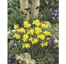 Gele narcissen in een tuinperk met berkenstammen