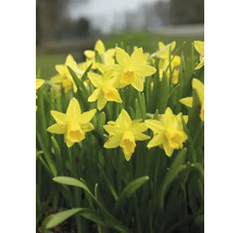 Narcissen in de tuin