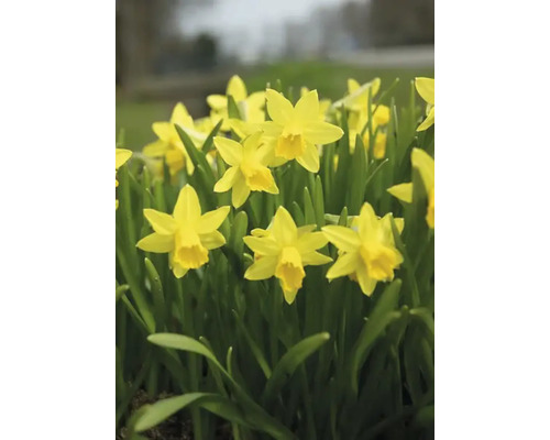 Narcissen in de tuin