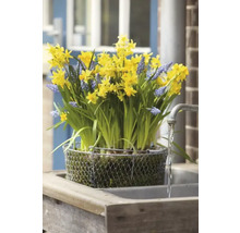 Gele narcissen en blauwe druifhyacinten in een draadmand op een wastafel