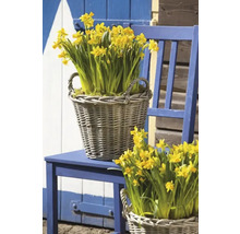 Gele narcissen in rieten manden op een blauwe stoel