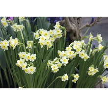 Narcissen met groene bladeren