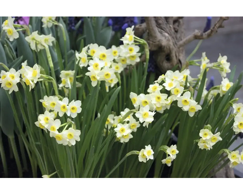Narcissen met groene bladeren