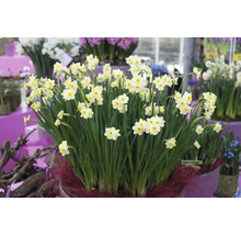 Narcissen in een plantenbak