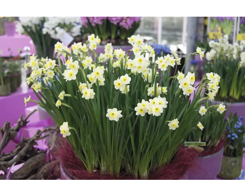 Narcissen in een plantenbak