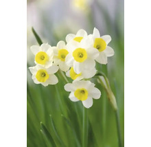 Narcissenbloemen in de tuin