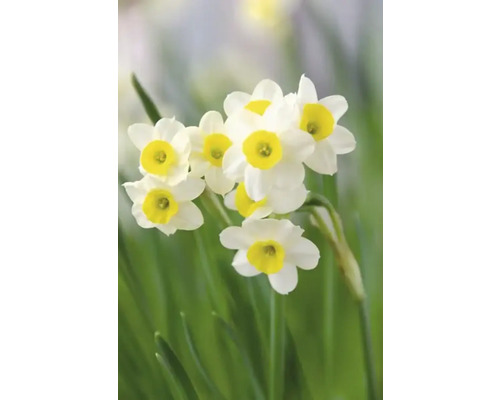Narcissenbloemen in de tuin