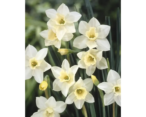 Narcissenbloemen in detail
