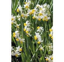 Close-up van tazetta narcissen in een tuinbed