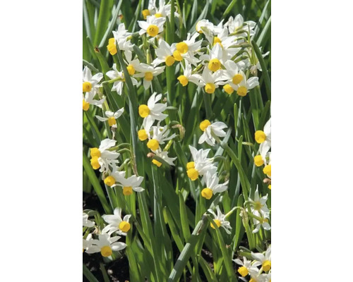 Close-up van tazetta narcissen in een tuinbed