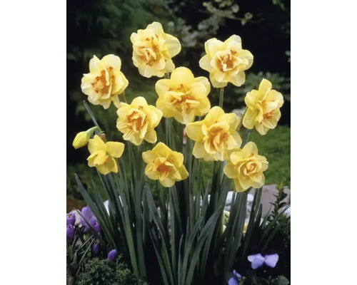 Gele gevulde narcissen in de tuin